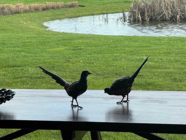 paire Vienna Bronze pheasants by workshop of Frans Xavier Bergmann