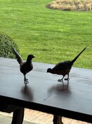 paire Vienna Bronze pheasants by workshop of Frans Xavier Bergmann